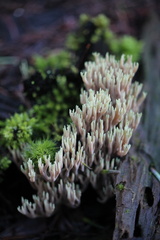 Ramaria apiculata