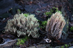 Ramaria apiculata