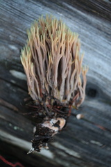 Ramaria apiculata