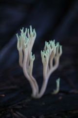 Ramaria apiculata