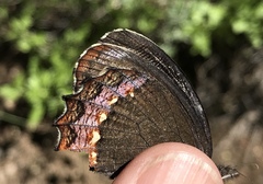 Gyrocheilus patrobas