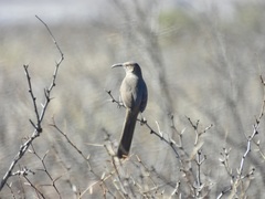 Toxostoma crissale