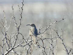 Toxostoma crissale