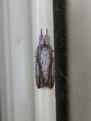 Ecnomodes sagittaria