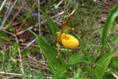 Cypripedium parviflorum pubescens