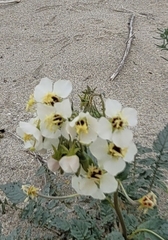 Chylismia claviformis