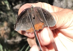 Gyrocheilus patrobas