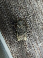 Agrotis infusa