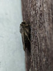 Agrotis infusa