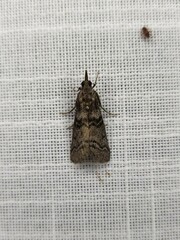 Ctenomeristis subfuscella