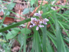 Ophiopogon jaburan