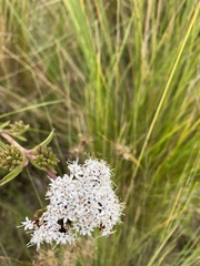 Stevia achalensis