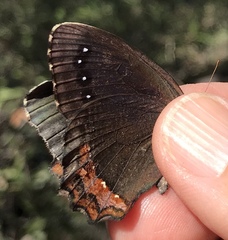 Gyrocheilus patrobas