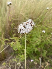 Stevia achalensis