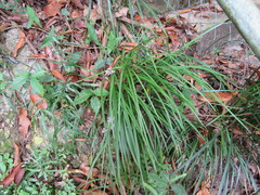 Ophiopogon jaburan