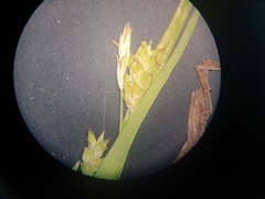 Carex granularis