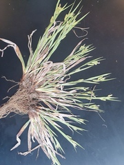 Carex granularis