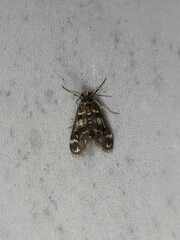 Hygraula nitens
