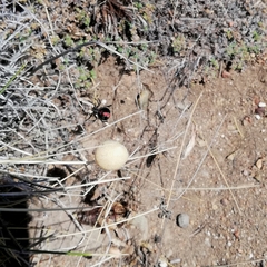 Latrodectus mirabilis