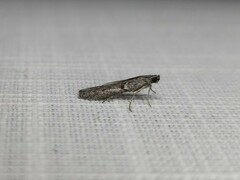 Cryptoblabes hemigypsa