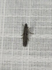 Cryptoblabes hemigypsa