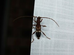 Coptocercus tricolor