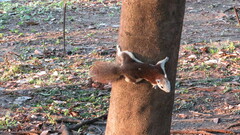 Callosciurus finlaysonii