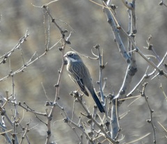 Artemisiospiza nevadensis