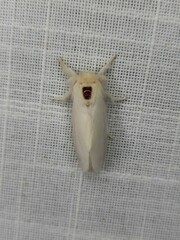 Trichiocercus sparshalli