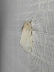 Trichiocercus sparshalli