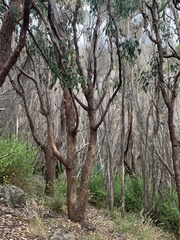 Eucalyptus longifolia
