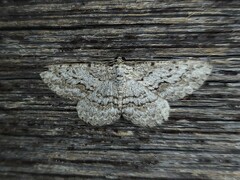 Psilosticha absorpta