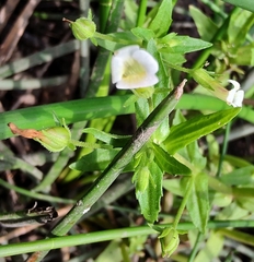 Gratiola pedunculata