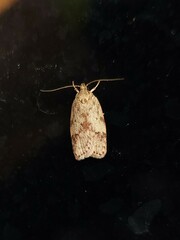 Oligoloba severa