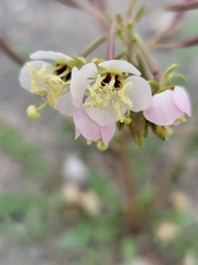 Chylismia claviformis