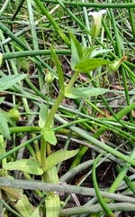 Gratiola pedunculata