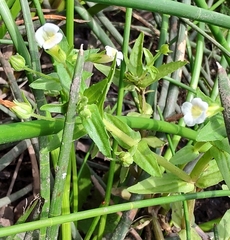 Gratiola pedunculata