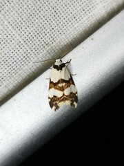 Thallarcha albicollis