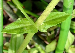 Gratiola pedunculata