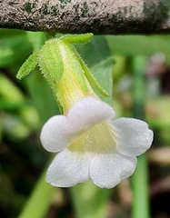 Gratiola pedunculata