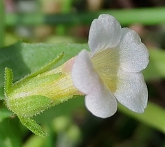 Gratiola pedunculata