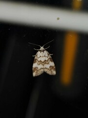 Thallarcha leptographa