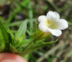 Gratiola pedunculata