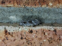 Agriophara confertella