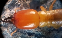 Kalotermes