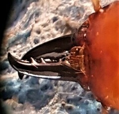 Kalotermes