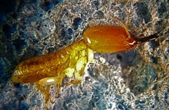 Kalotermes