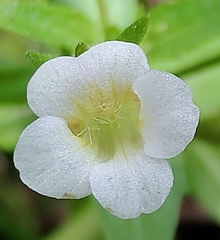 Gratiola pedunculata