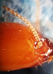 Kalotermes