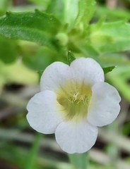 Gratiola pedunculata
